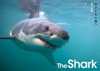 画像をギャラリービューアに読み込む, ＃鍵井　靖章　著 ＃ＴｈｅＳｈａｒｋ　サメたちの海へ ｶｷﾞｲﾔｽｱｷ :9784416115039

