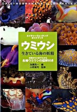 Load image into Gallery viewer, ＃加藤　昌一　編 ＃ウミウシ　生きている海の妖精 ｶﾄｳｼﾖｳｲﾁ :9784416809006
