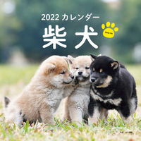 画像をギャラリービューアに読み込む, ＃井川　俊彦　写真 ＃カレンダー　’２２　柴犬 ｲｶﾞﾜﾄｼﾋｺ :9784416921180
