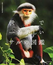 画像をギャラリービューアに読み込む, ＃京都大学霊長類研究所 ＃世界で一番美しいサルの図鑑 ｷﾖｳﾄﾀﾞｲｶﾞｸﾚｲﾁﾖｳﾙｲ :9784767824024
