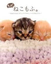 画像をギャラリービューアに読み込む, ＃石橋　絵　写真 ＃もっと！ねこもふ。～自由が丘ねこカフェク ｲｼﾊﾞｼﾇｲ :9784800215024
