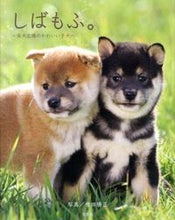 画像をギャラリービューアに読み込む, ＃増田　勝正　写真 ＃しばもふ。～柴犬広場のかわいい子犬～ ﾏｽﾀﾞｶﾂﾏｻ :9784800220080
