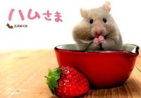 画像をギャラリービューアに読み込む, #久井めぐみ写真 #ハムさま
