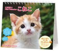 #内山晟写真 #’２３ミニカレンダーこねこ