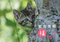 画像をギャラリービューアに読み込む, ＃カレンダー　’２２　岩合光昭　福ねこ :9784860767839
