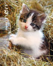 画像をギャラリービューアに読み込む, ＃岩合 光昭 ＃こねこ ｲﾜｺﾞｳﾐﾂｱｷ | Mitsuaki Iwago Kitten :9784909532282
